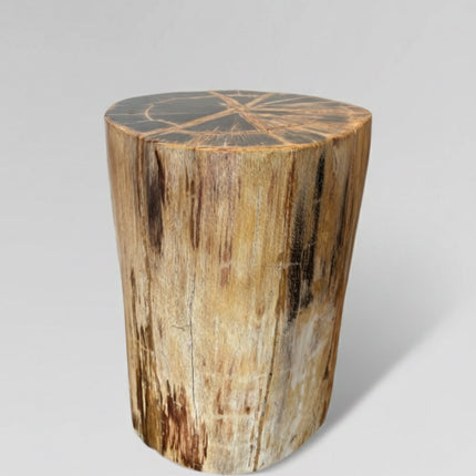Collection image for: Shop Petrified Wood