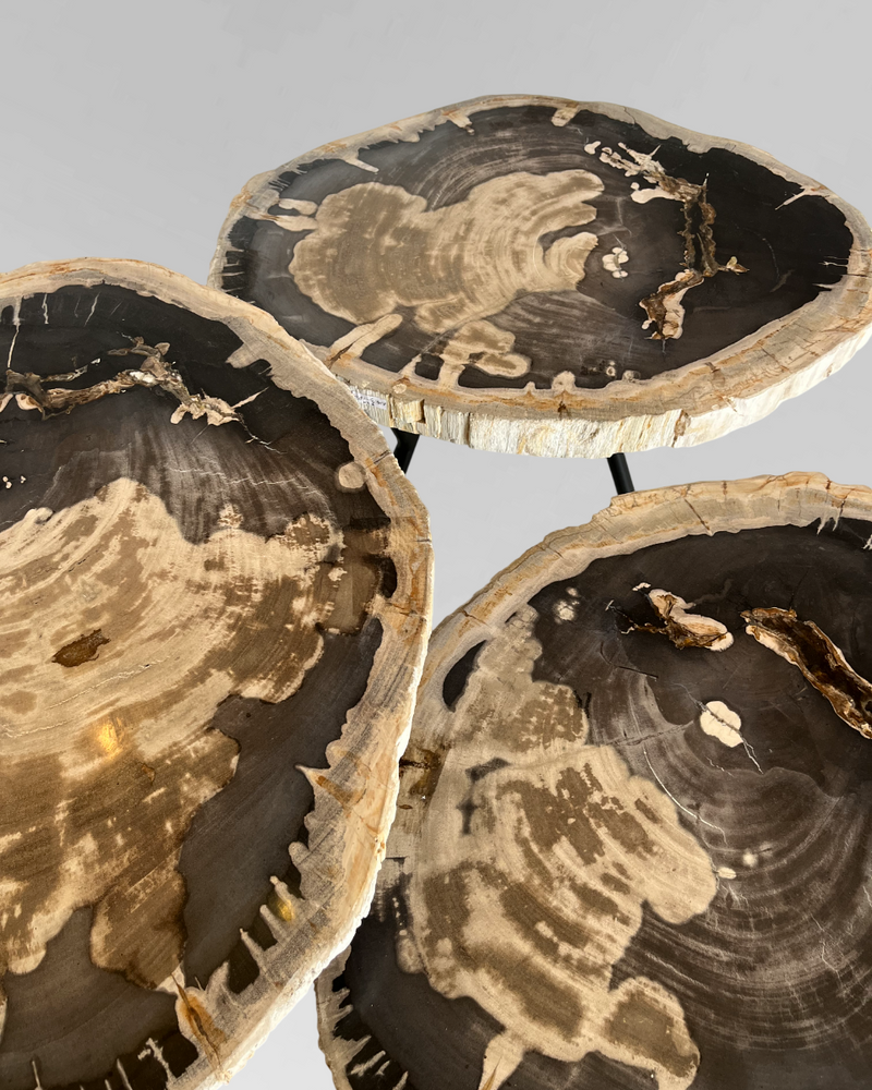 Petrified Wood Nesting Coffee Table