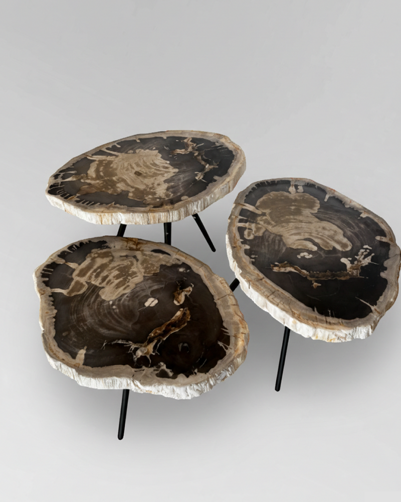 Petrified Wood Nesting Coffee Table
