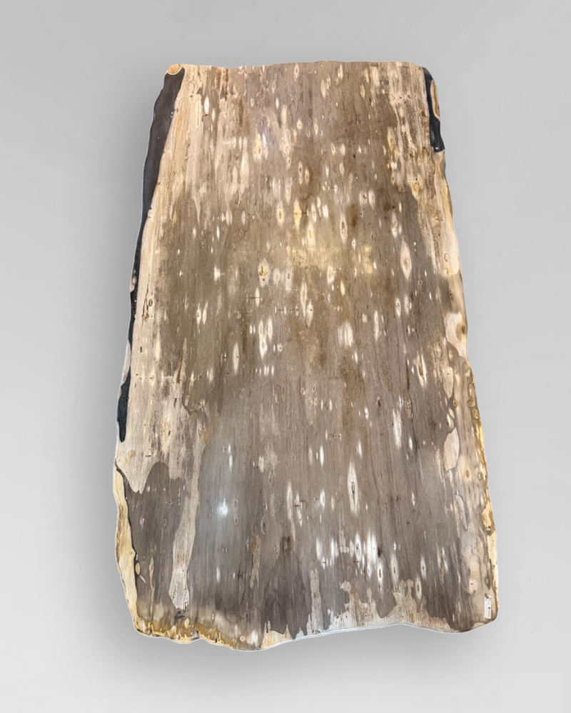 Petrified Wood Coffee Table 11