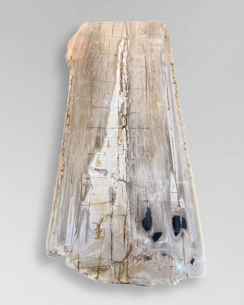 Petrified Wood Coffee Table 12