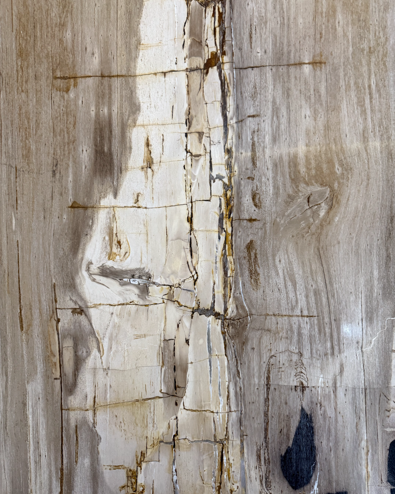 Petrified Wood Coffee Table 12