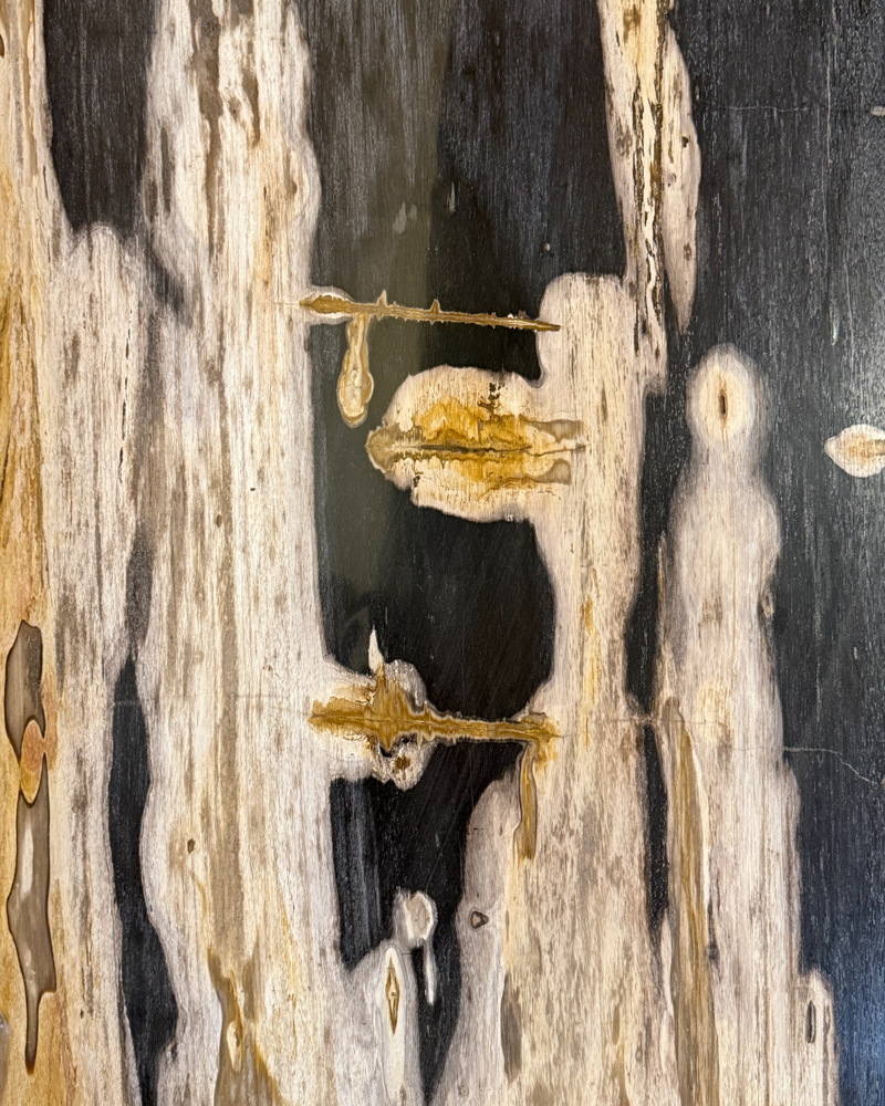 Petrified Wood Coffee Table 13