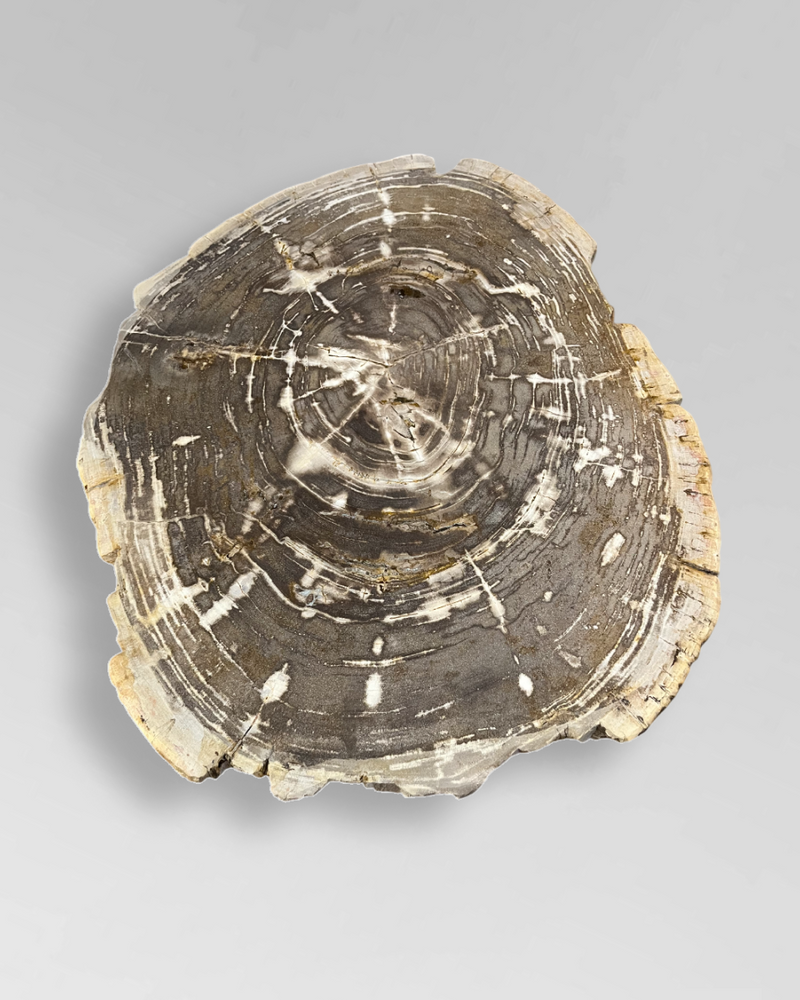 Petrified Wood Coffee Table 3