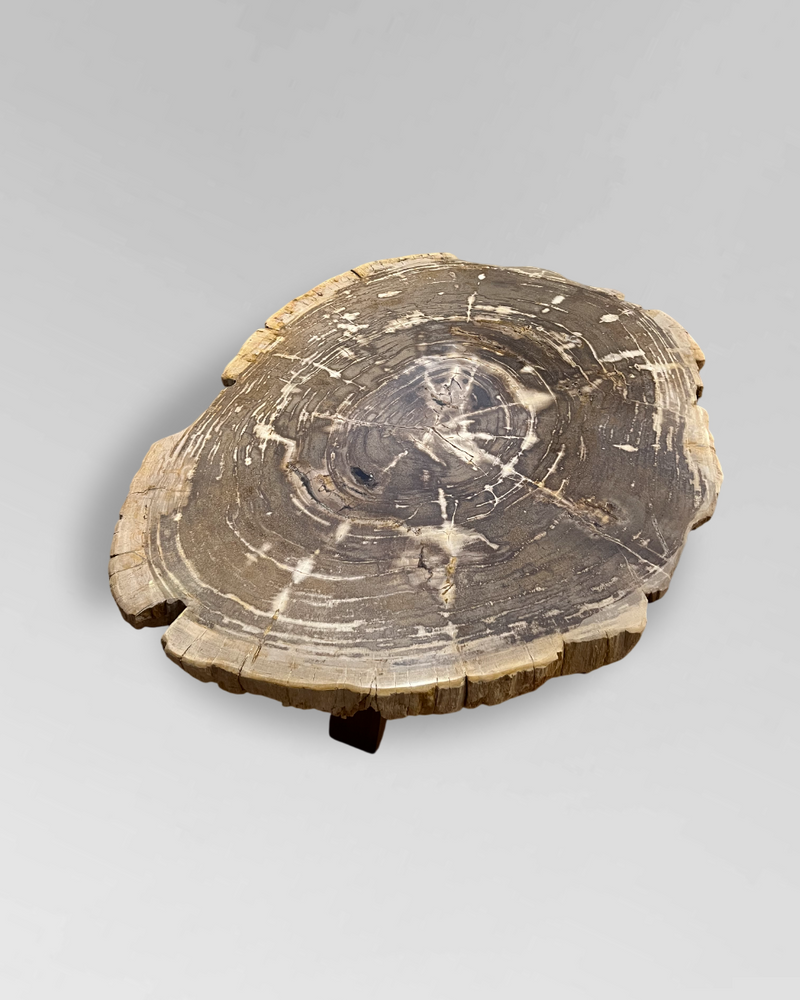 Petrified Wood Coffee Table 3