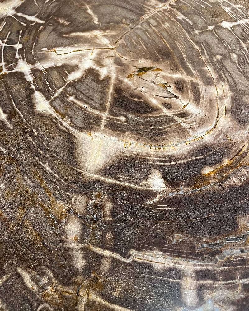 Petrified Wood Coffee Table 3