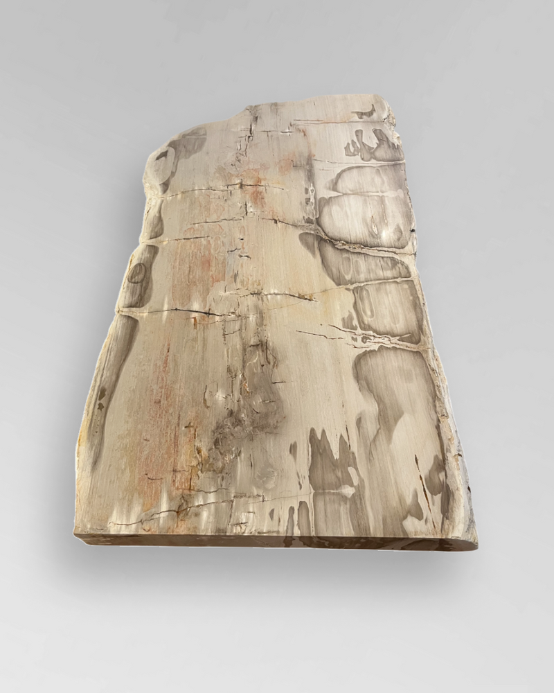 Petrified Wood Coffee Table 4