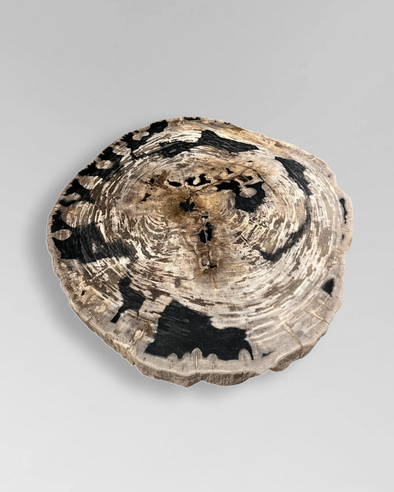 Petrified Wood Coffee Table 5