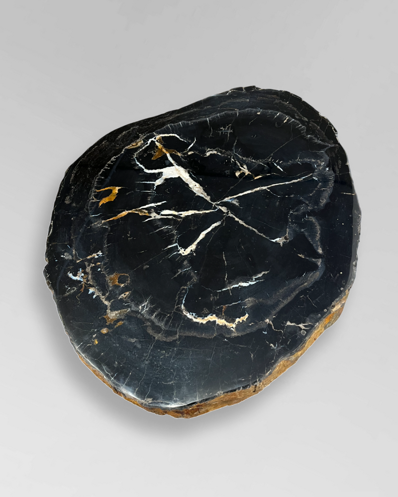 Petrified Wood Coffee Table 6