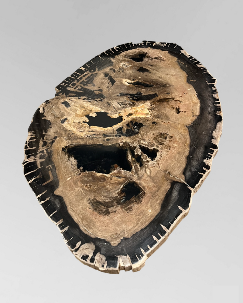 Petrified Wood Coffee Table 7