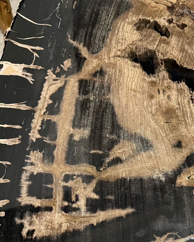 Petrified Wood Coffee Table 7