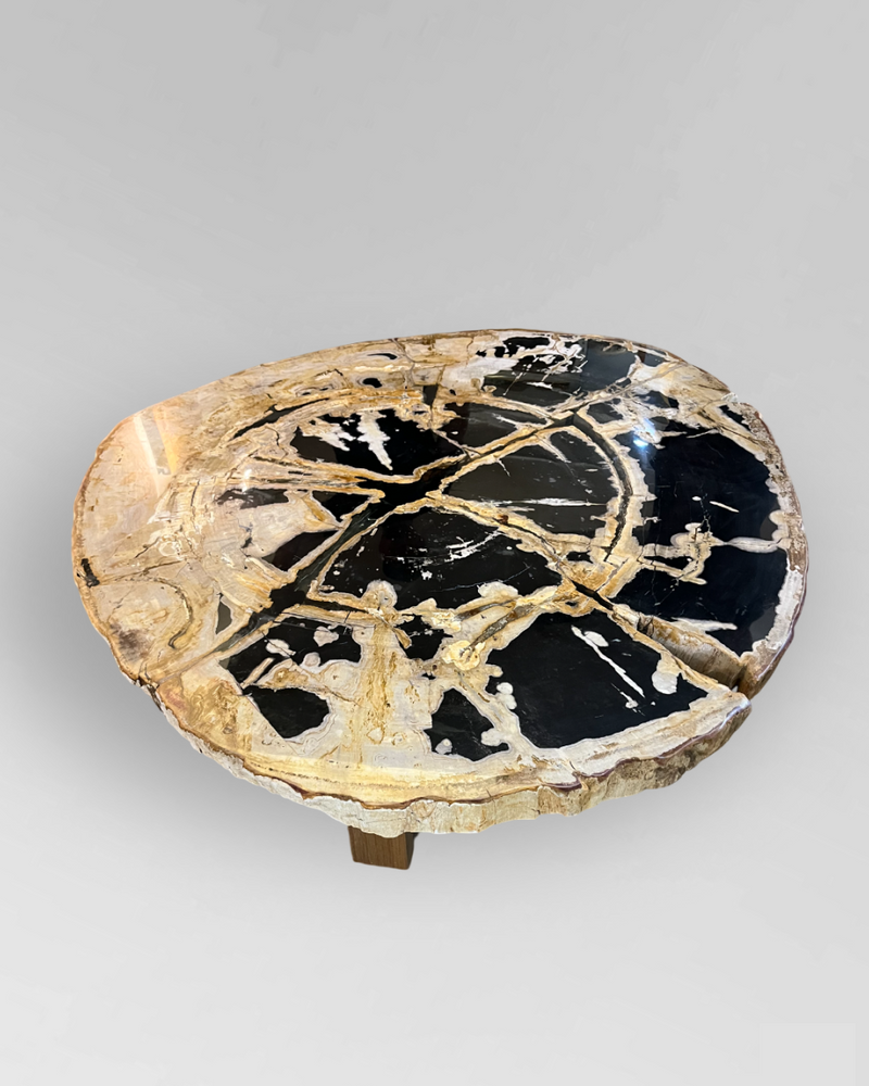 Petrified Wood Coffee Table 8