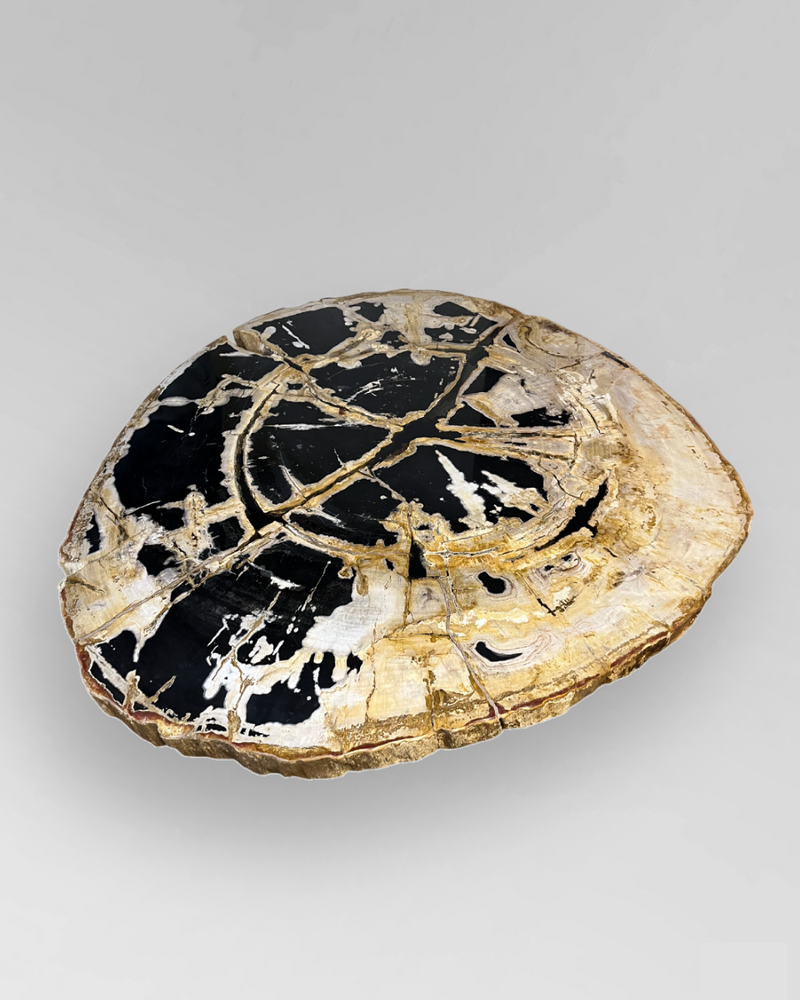 Petrified Wood Coffee Table 8