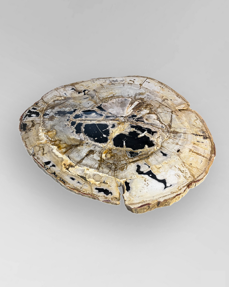 Petrified Wood Coffee Table 9