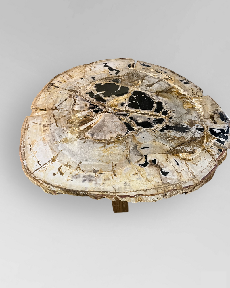 Petrified Wood Coffee Table 9
