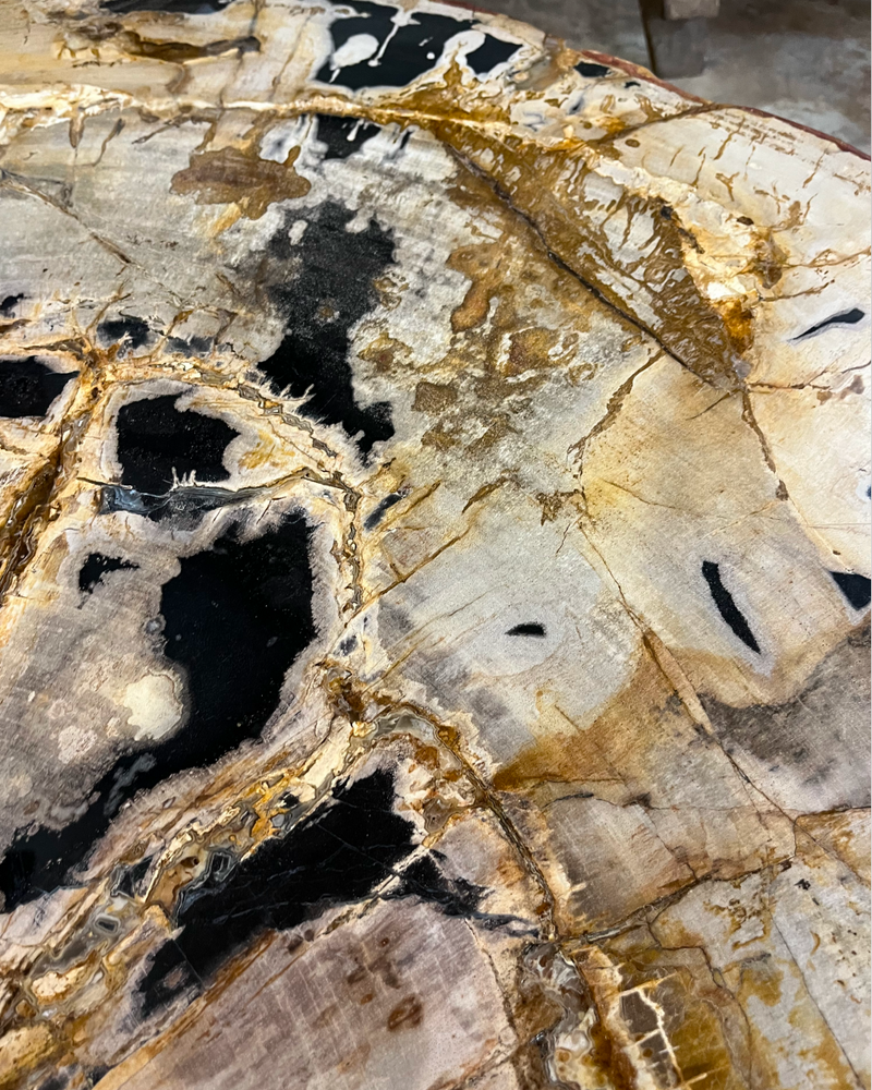 Petrified Wood Coffee Table 9