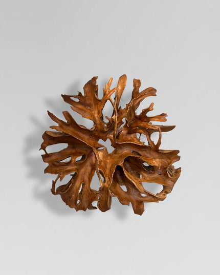 Teak Root Wall Sculpture