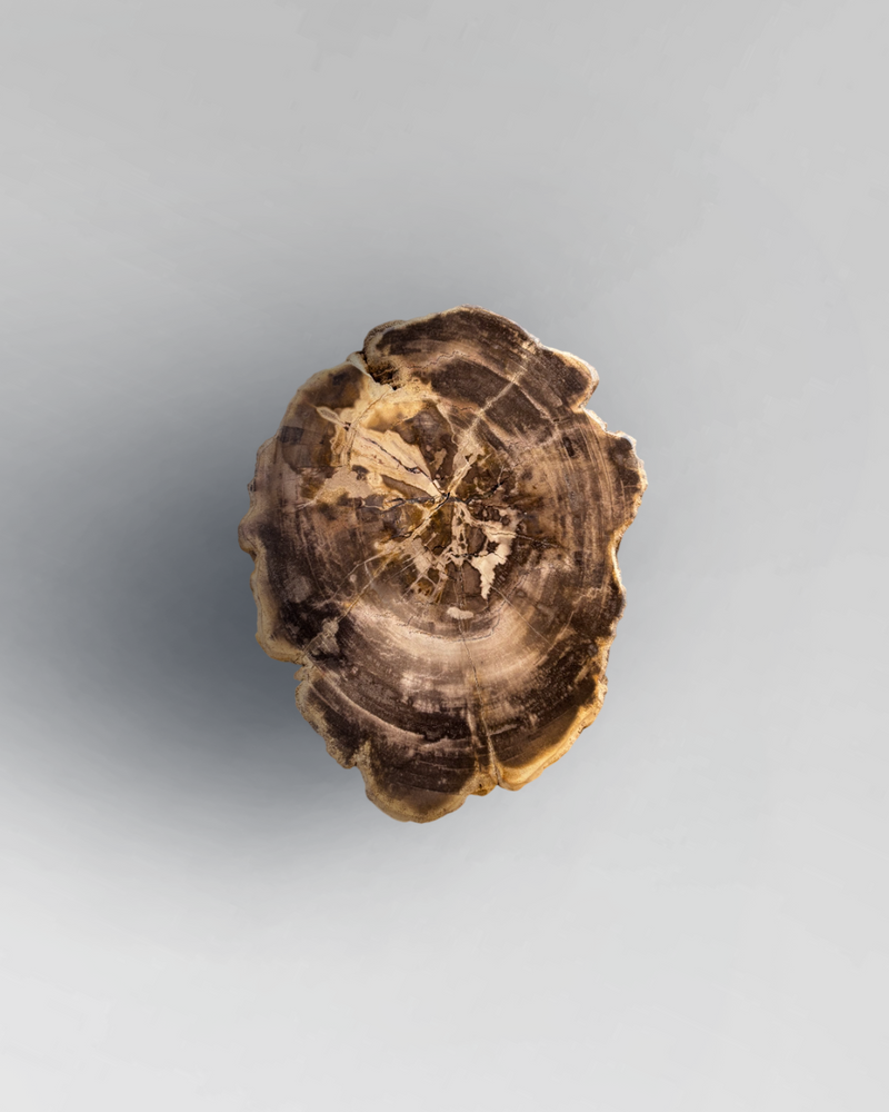 Petrified Stump 32