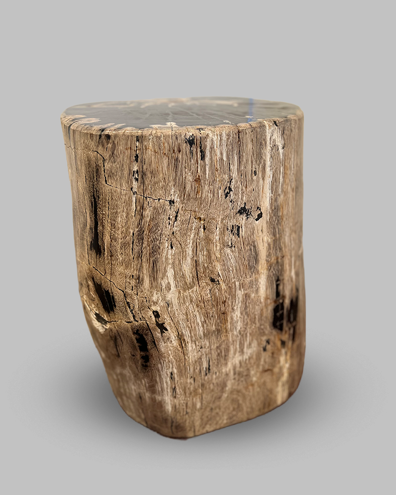 Petrified Stump 50