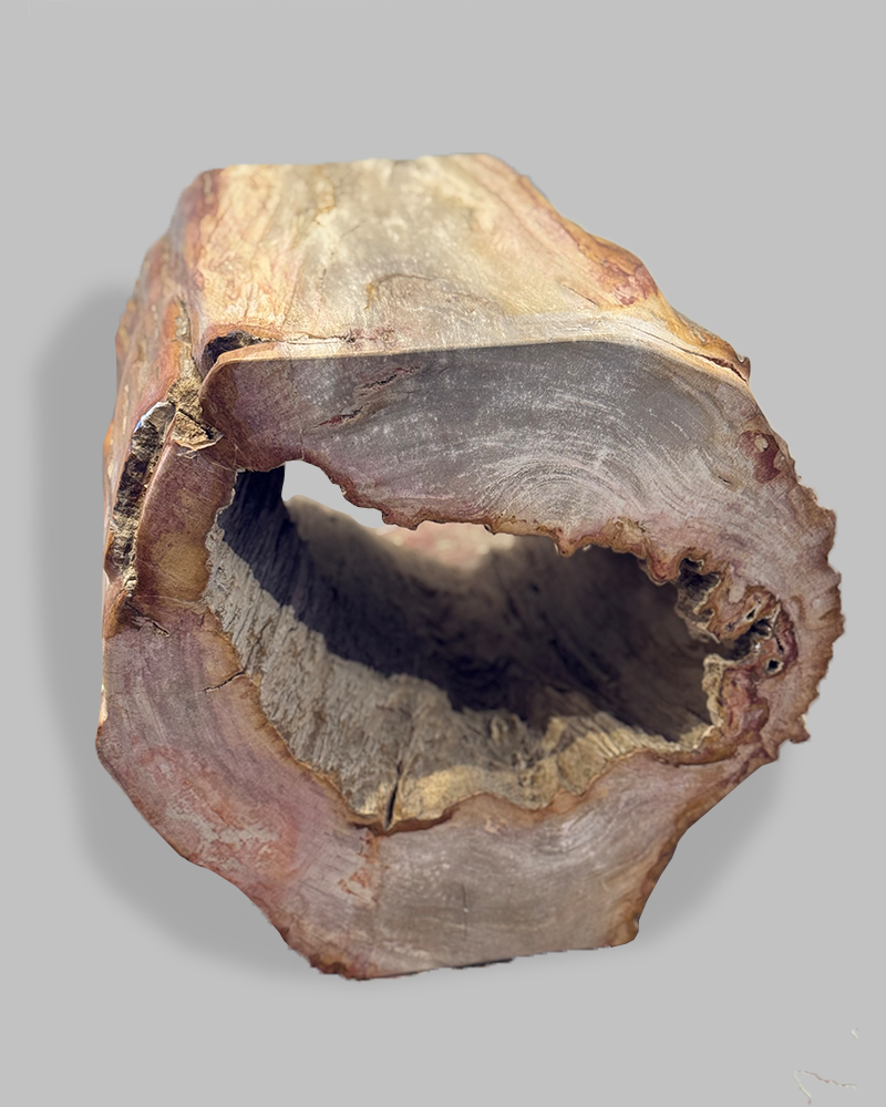 Petrified Stump 53