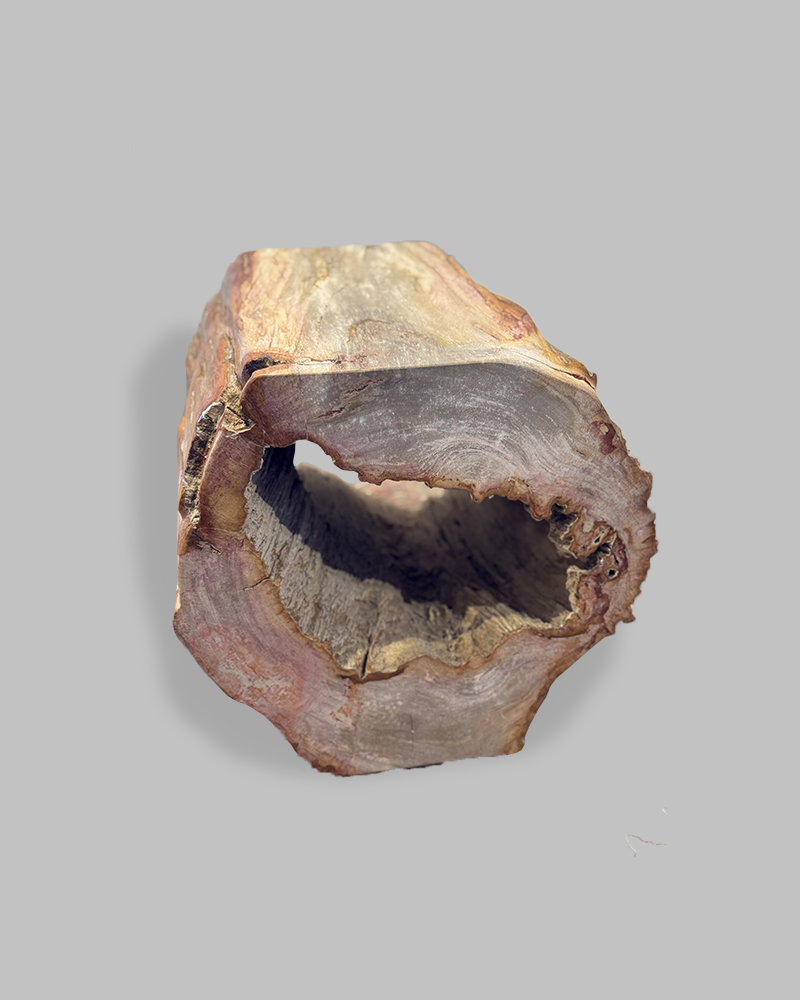 Petrified Stump 53