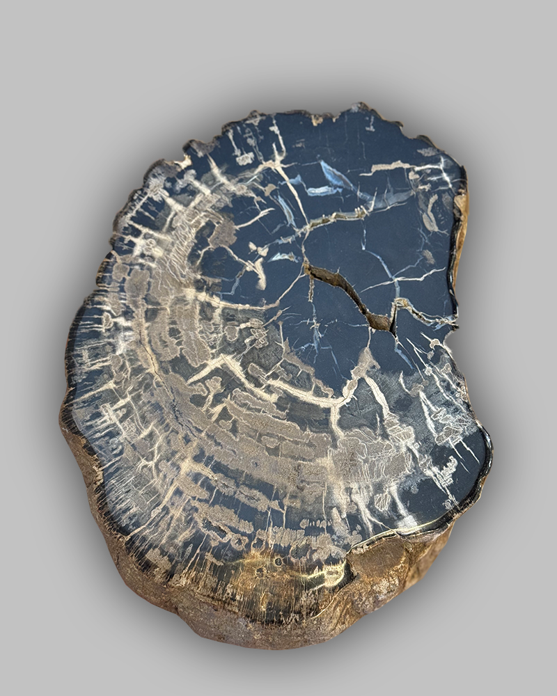 Petrified Stump 58