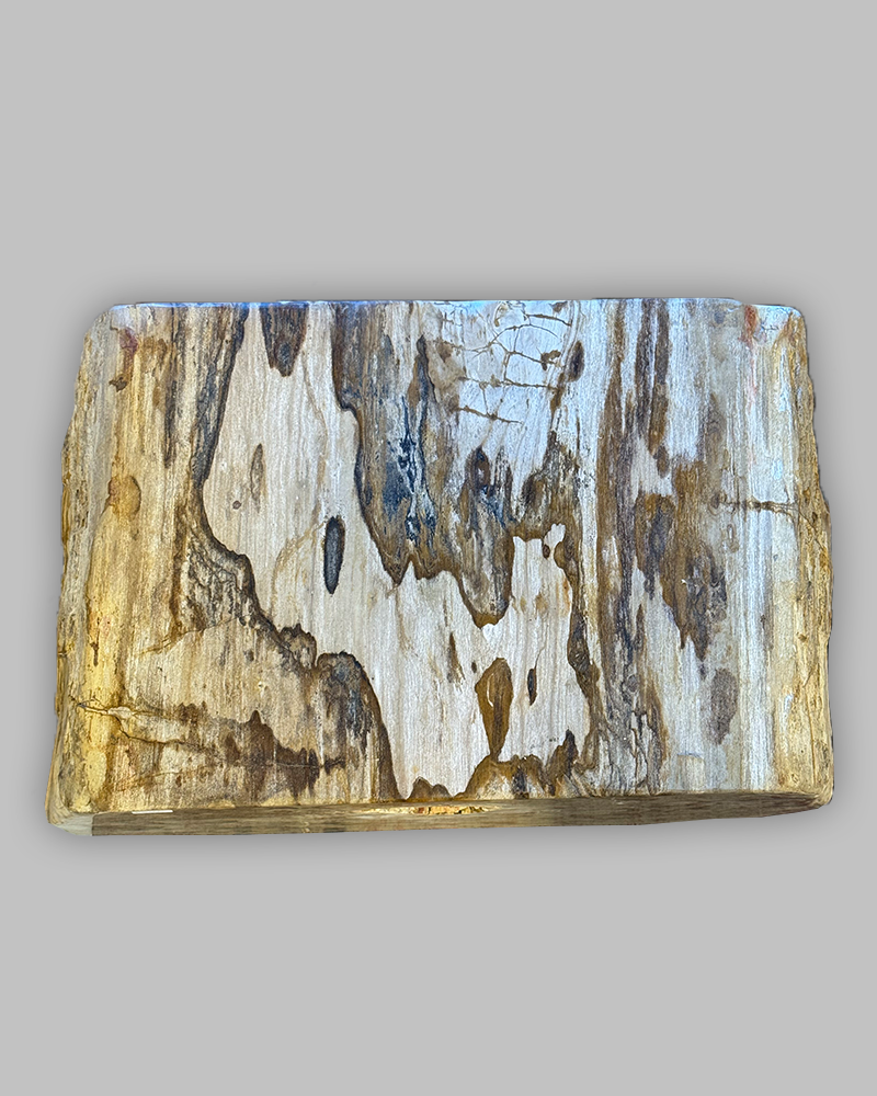 Petrified Stump 59