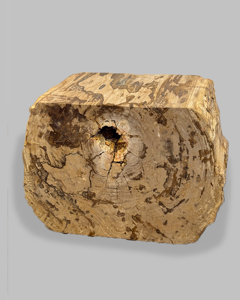 Petrified Stump 59