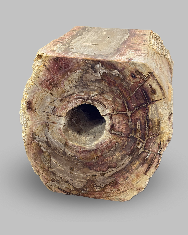 Petrified Stump 60