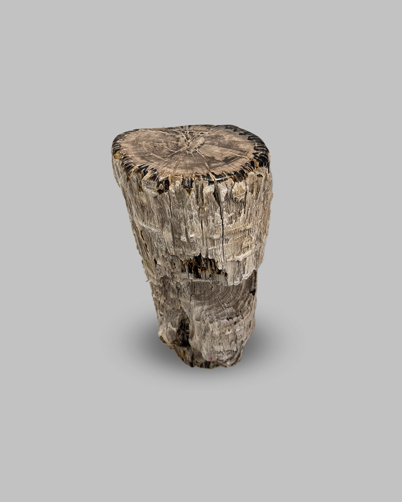 Petrified Stump 69