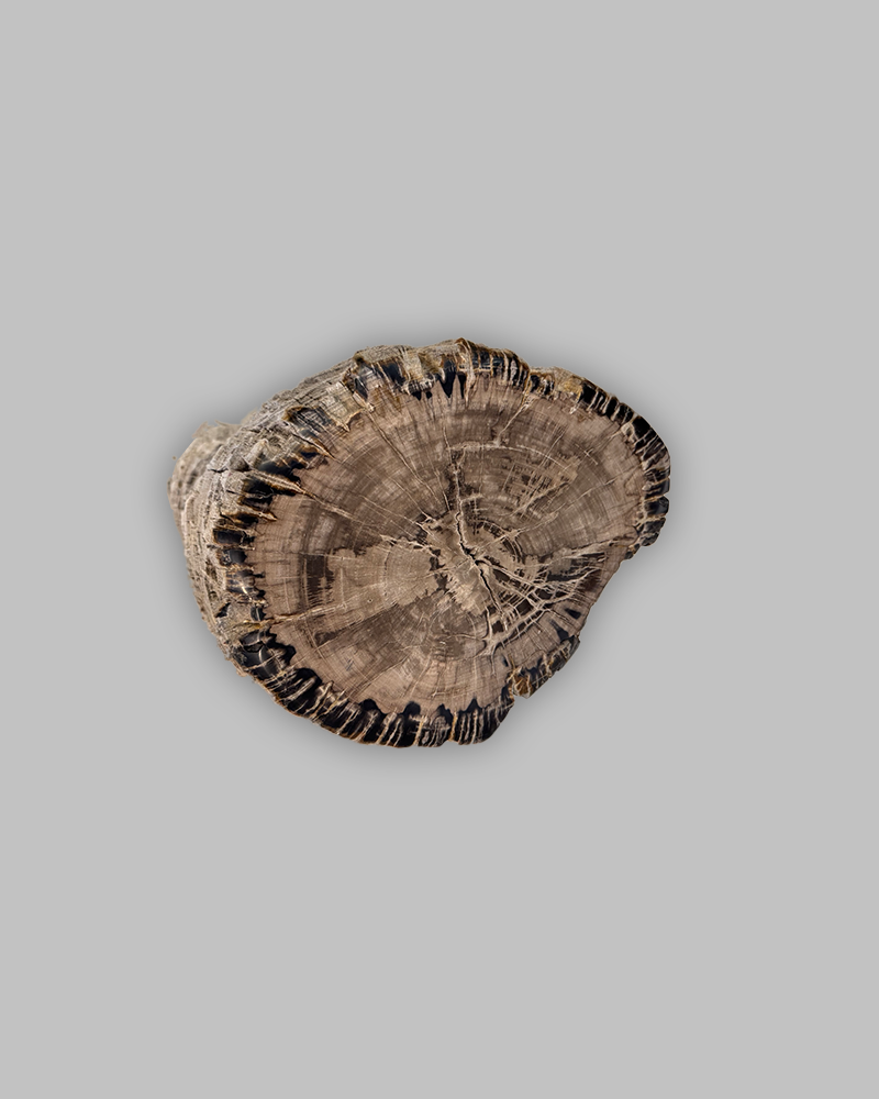 Petrified Stump 69