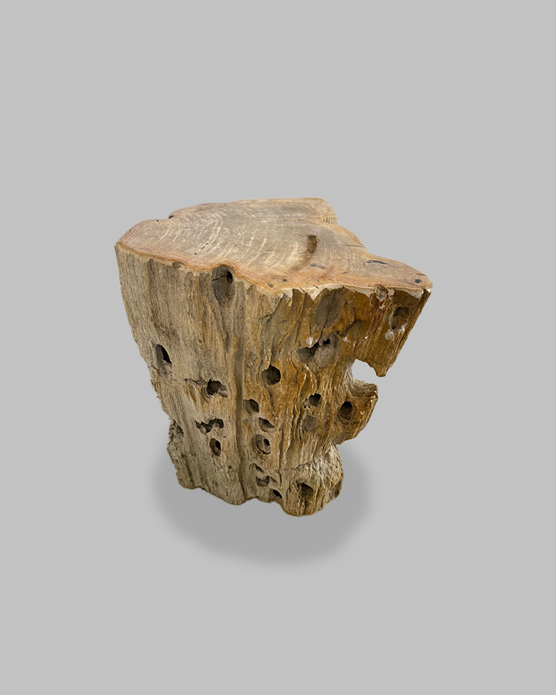 Petrified Stump 74