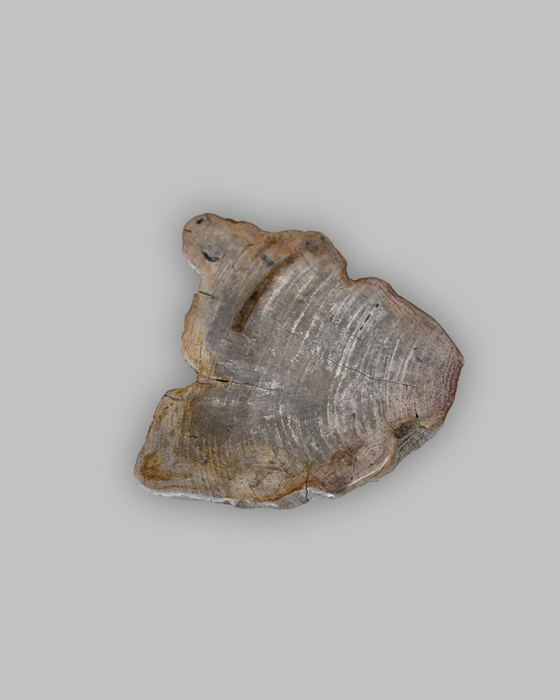 Petrified Stump 74
