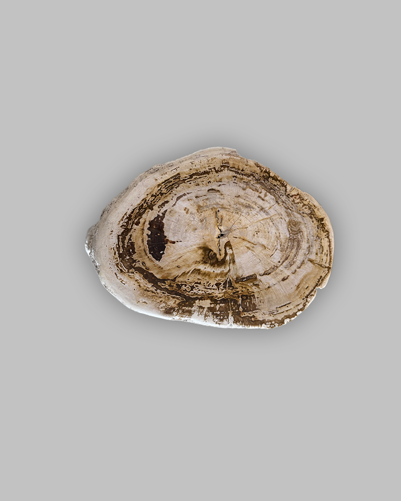 Petrified Stump 77
