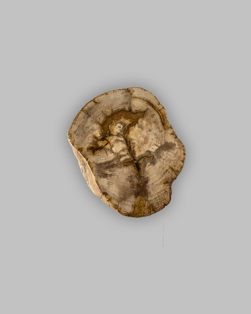 Petrified Stump 80