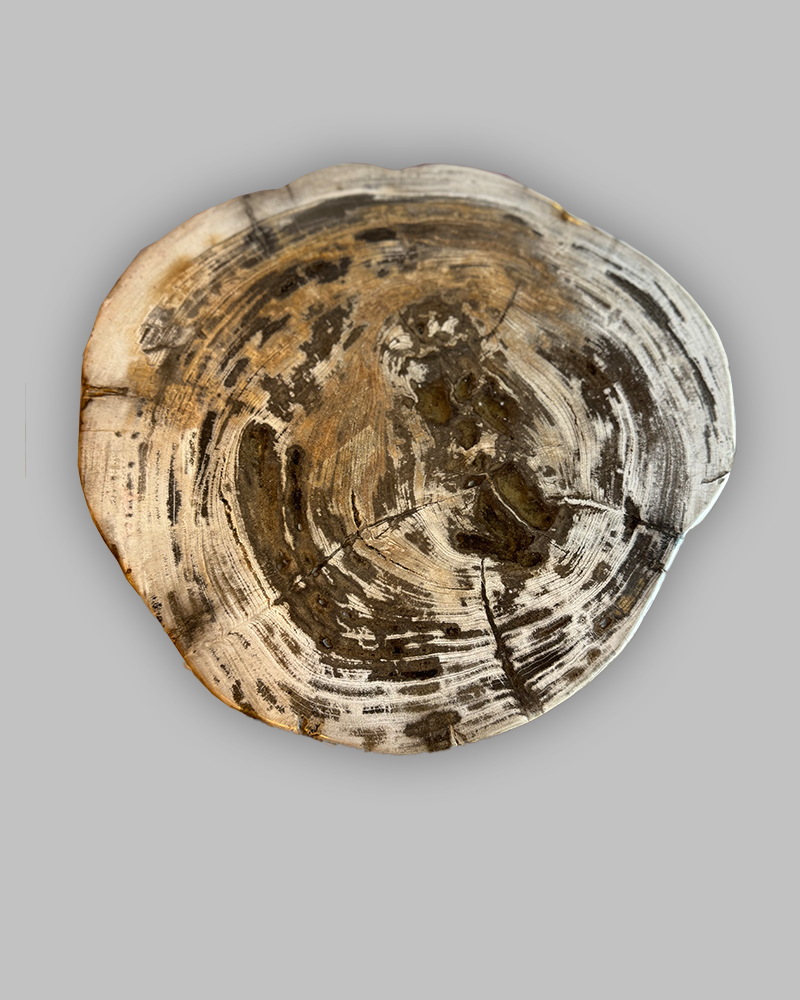 Petrified Stump 87