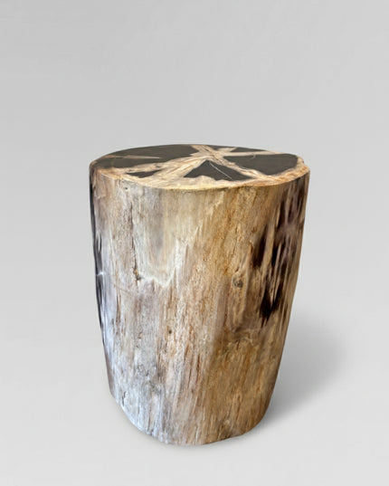 Petrified Stool 13