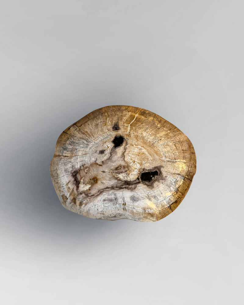 Petrified Stump 2