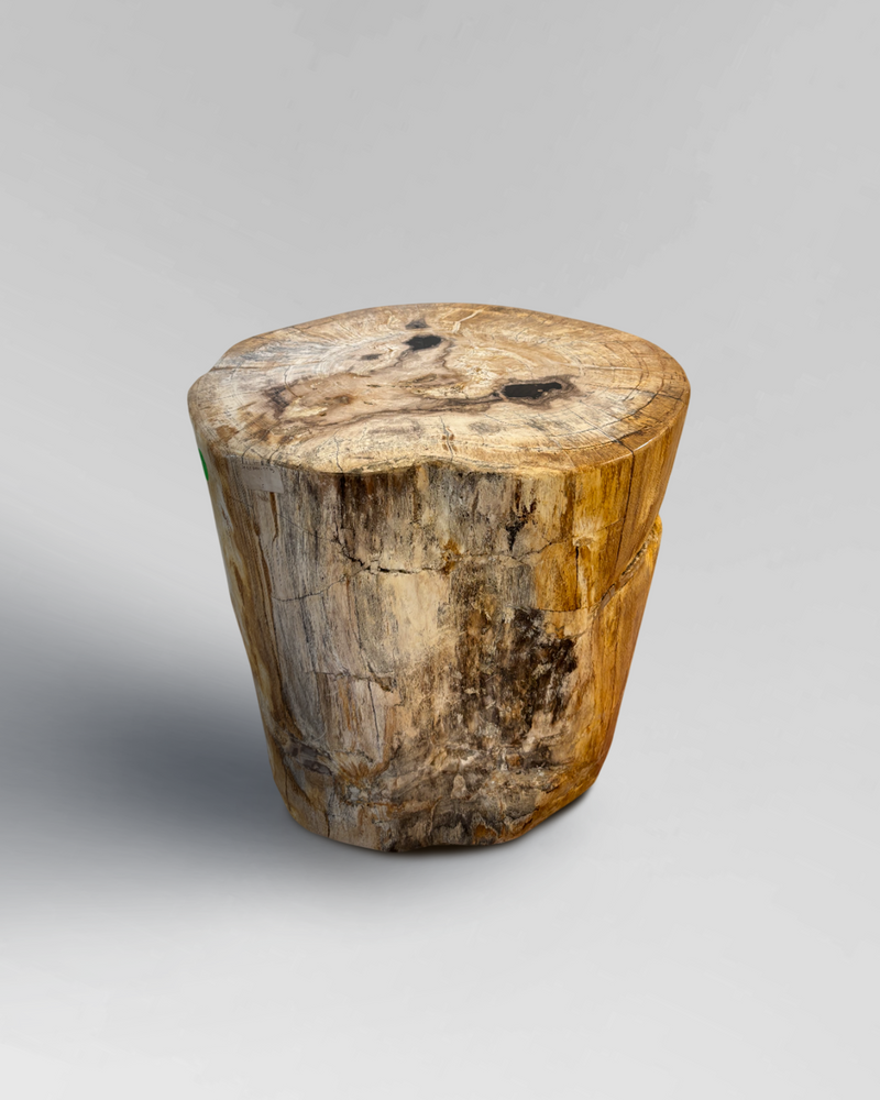 Petrified Stump 2
