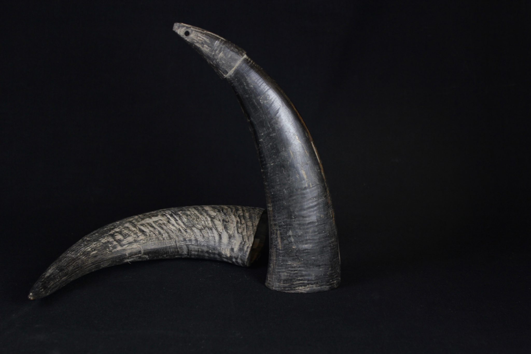 Horn for Drinking Spirits, Vietnam, Nghe An province, Thai people, Mid 20th c, Water Buffalo Horn, (horizontal - 11 ¾” x 2 ¼” x 5”, $160.); (vertical - 12” x 3 ¼” x 2 ¼”, $160.)